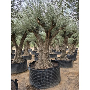 Olea tronco viejo selección circunf. 120/140 CTM